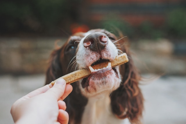 Picture for category Dog Treats